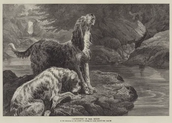 Otter-Hounds